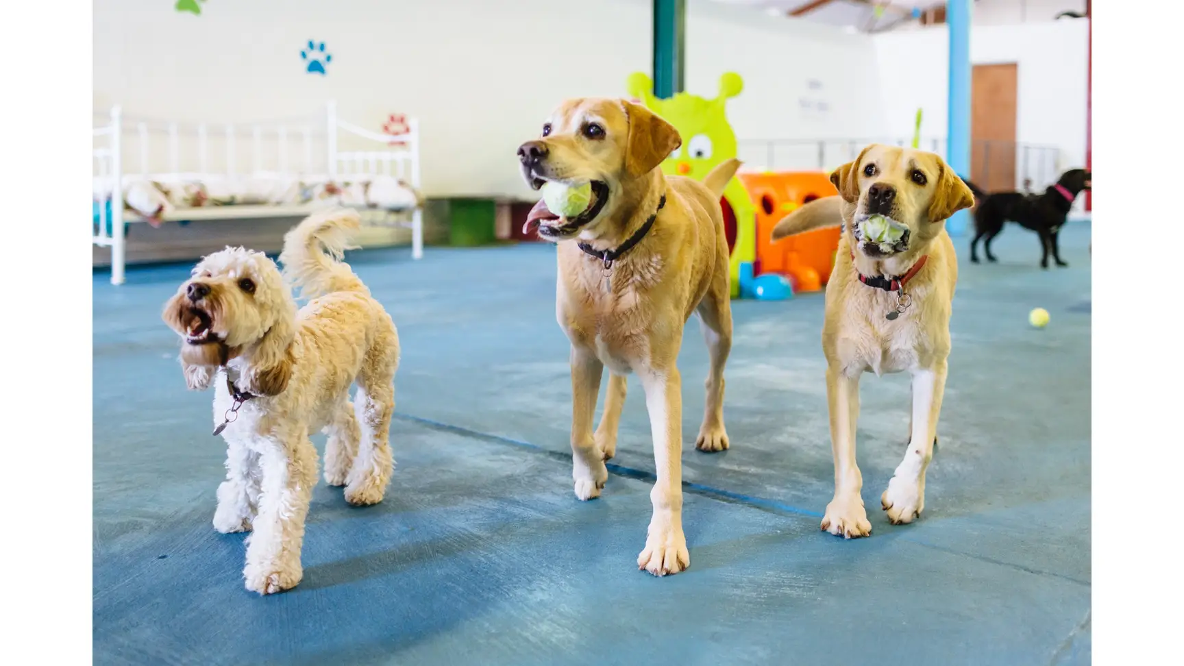 Canine Creche Franchise UK
