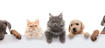 Wagging Tails