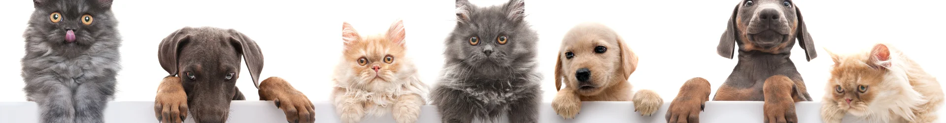 The Cat Butler