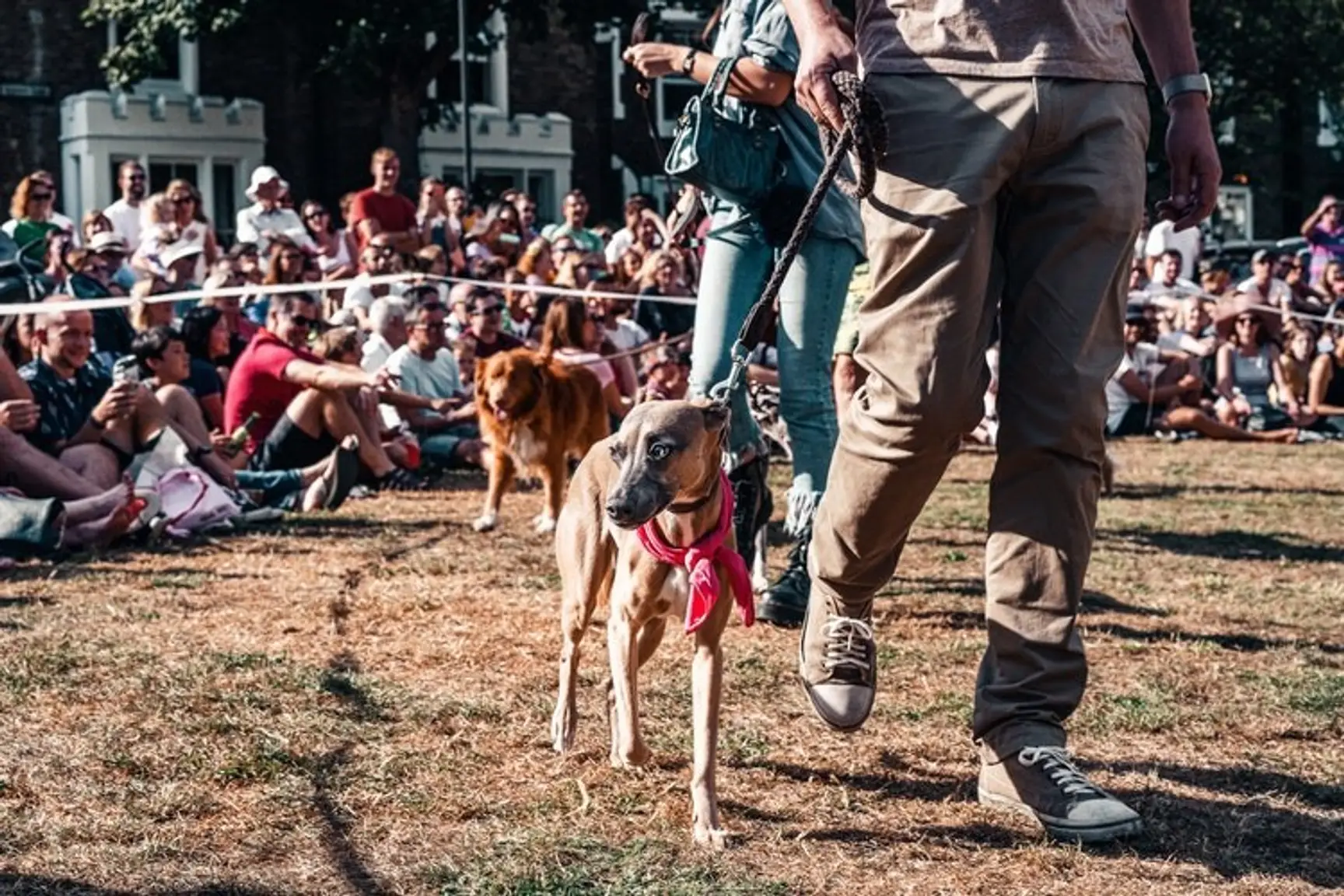 4 Tips for Marketing Your Dog Training Franchise