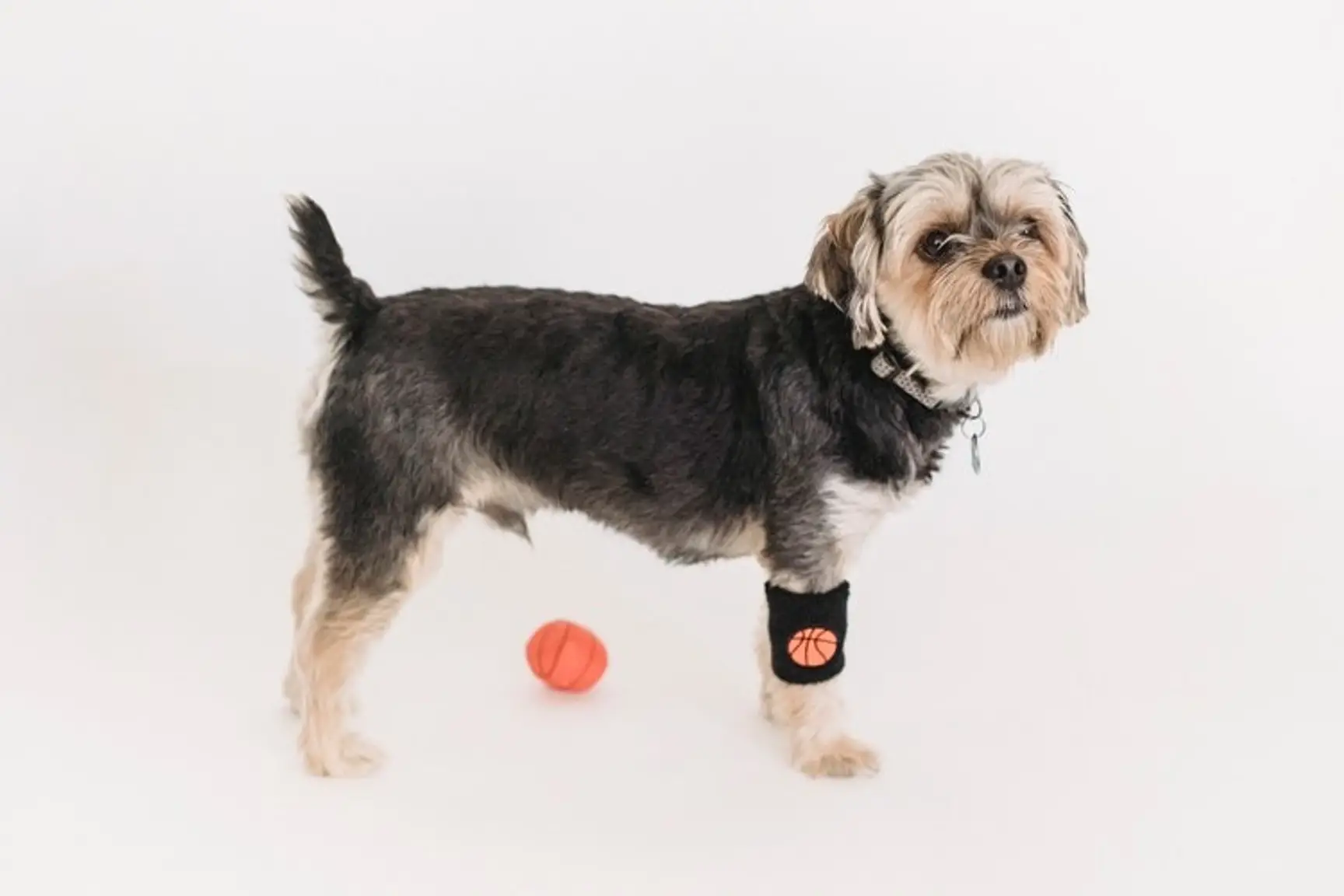 4 Tips for Running a Dog Training Franchise