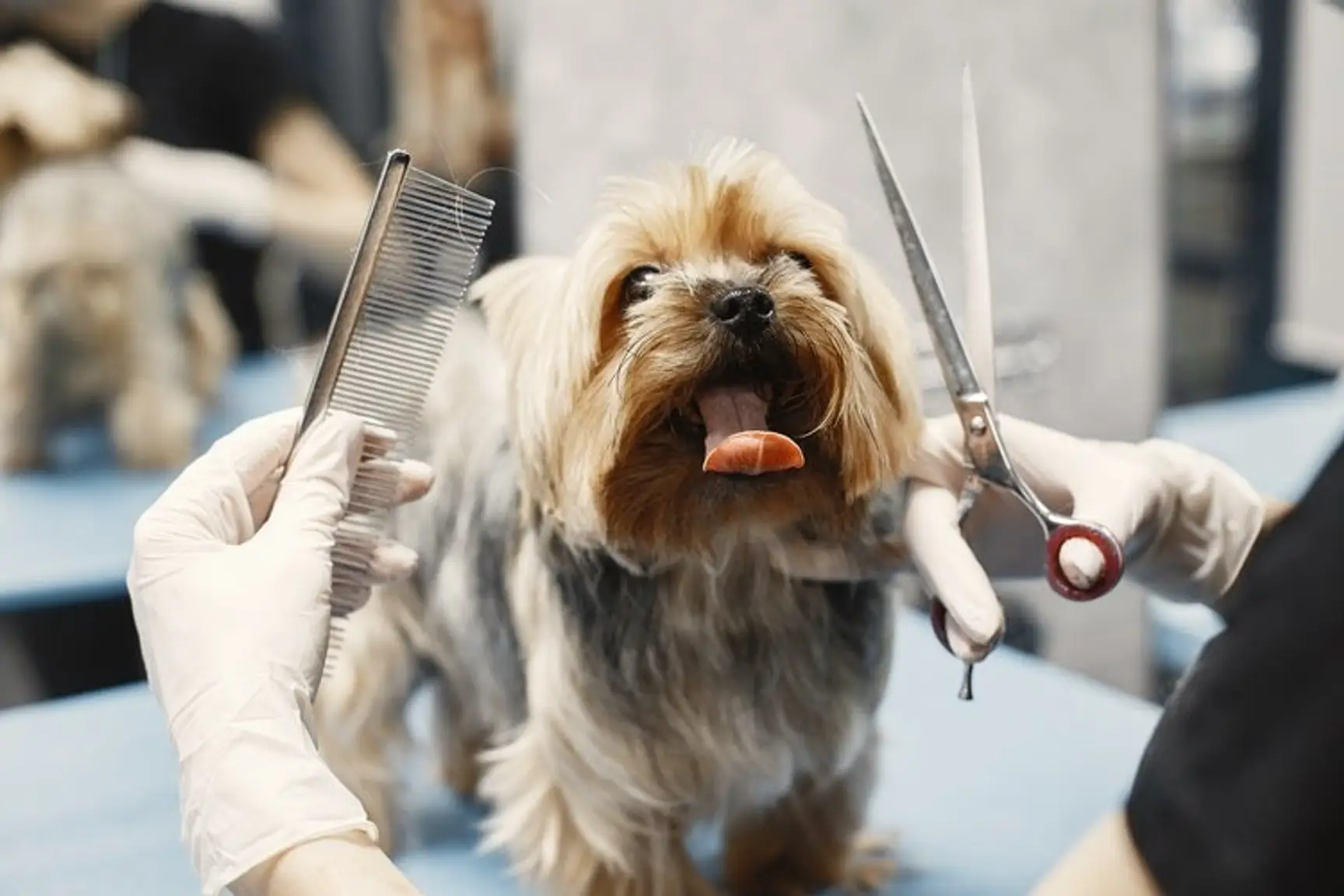 How to Choose the Dog Grooming Franchise That’s Right for You