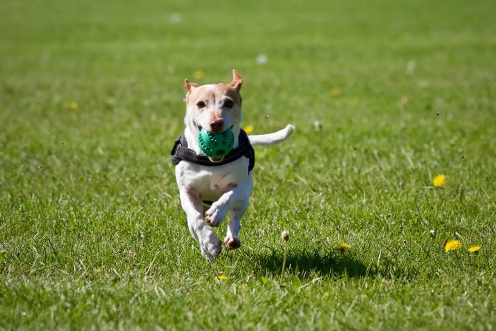 How to Start Your Own Dog Training Franchise