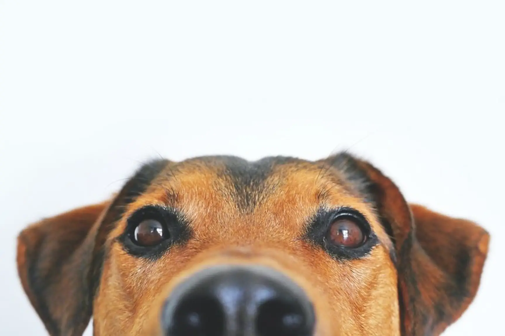 Top 6 Dog Grooming Franchises in the UK