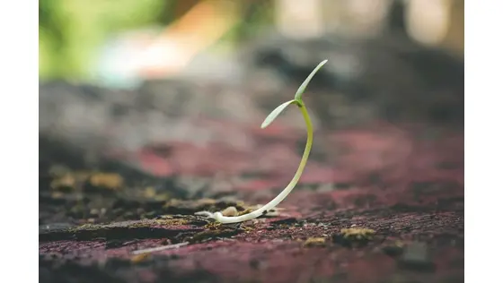 Franchisors - the dangers of growing too fast