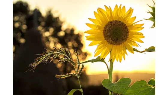 Getting your home-based franchise summer ready