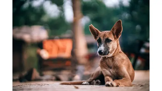 Pet store franchise